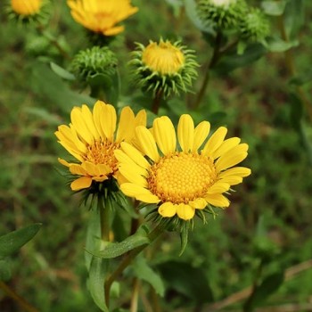 Madeliefje Pomponette gemengd