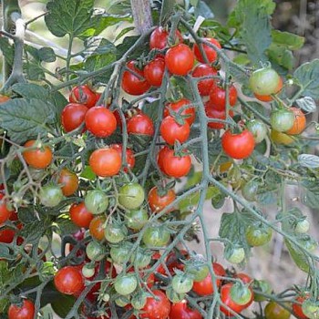 Cherry Tomate Sweet Baby