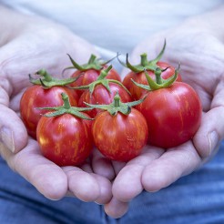 Cherry-Tomate Sunrise Bumblebee